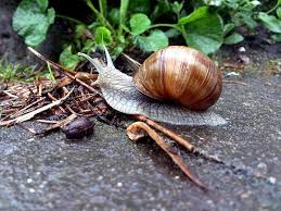 Weinberg Schnecke Grusskarte Von Gourmetkater Kater Schnecken Grusskarte