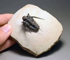 Image result for Triraphis schinzii