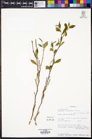 Image result for Acalypha caperonioides
