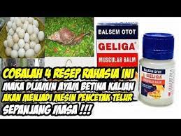 Kemudian dapat menjadi sumber energi yang tepat bagi ayam, dan baik untuk pertumbuhannya. Cara Ampuh Agar Ayam Betina Bertelur Setiap Hari Tanpa Henti Resep Rahasia By Mussodiq Ibnz