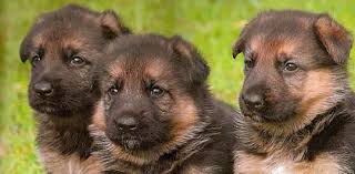 Red and black stock coats and possible long. German Shepard Puppies Love Nothing More Than When They Are All Grown Up Though Not Many Things Get Mo Baby German Shepherds German Shepard Puppies Puppies