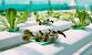 Deep Water Culture Aquaponics