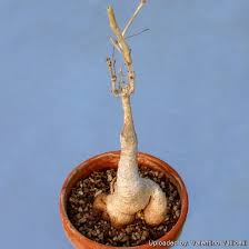 Image result for Cyphostemma congestum