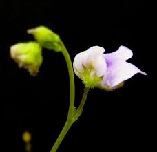 Image result for Genlisea subglabra