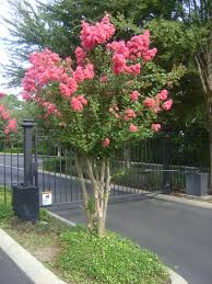 We did not find results for: Buy Crepe Myrtle Trees For Sale In Orlando Kissimmee