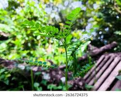 Image result for Phyllanthus pentandrus