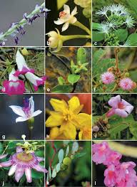 Image result for Rhytachne latifolia