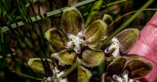 Image result for Indigastrum parviflorum