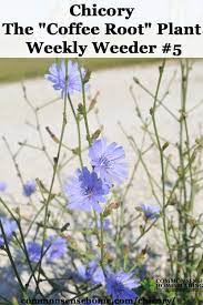 Pin On Herbs Recipes Remedies