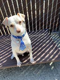 Use the pfe whole life approach to provide tailored recommendations that help customers live their best possible lives with their pets. Dog For Adoption Phineas A Chihuahua Mix In Palo Alto Ca Petfinder
