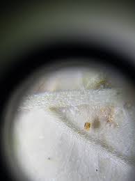 Nothing can ruin that feeling of excitement knowing that your succulent caregiving skills are good enough to make your precious plants blossom. How To Rid Of Spider Mites When Pre Flowering Pests I Love Growing Marijuana Forum By Robert Bergman