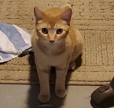 How do i know if my cat is female or male? Found Orange Tabby Cat In Snellville Your Local News