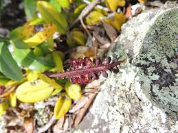 Image result for Bulbophyllum scaberulum