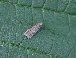 Image result for Bryotropha similis