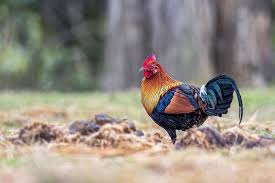 Selain itu juga diintroduksi ke sulawesi, nusa tenggara, filipina, dan australia. Ayam Hutan Merah Ebird