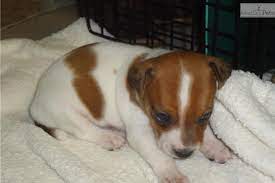 Shortie Jack Russell Puppies For Sale In Tn Jack Russell Puppies Jack Russell Terrier Puppies Jack Russell