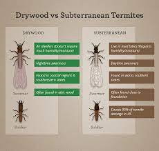 This is good advice, since termites are subterranean and have to keep themselves moist, and mulch provides good cover for their underground tunneling activities. Everything You Need To Know About Termite Swarming Season