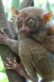 Here Are 26 Weird Animals Around The World Chinese Water Deer Dumbo Octopus Frilled Shark Irrawaddy Dol Hassliche Tiere Verruckte Tiere Seltene Tiere