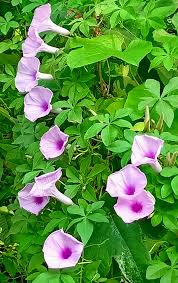 Image result for Aframomum alboviolaceum