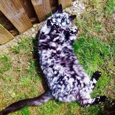 Its whiskers are white, and its ears bear grizzled dark brown hairs. Scrappy Born A Black Cat Now Turning White Due To Vitiligo Love Meow