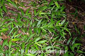 Image result for Oplismenus hirtellus