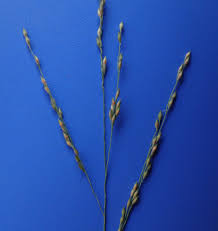 Image result for Panicum repens