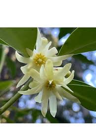 Image result for Chlorophytum stenopetalum
