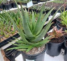 Image result for Aloe arborescens × inyangensis