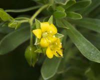 Image result for Surianaceae