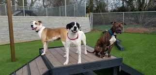 Find gainesville, georgia animal hospitals. Humane Society Of Northeast Georgia Atlanta Magazine