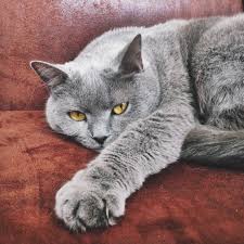 photo hebdo 08 02 2015 blog marie guillaumet chartreux cat grey cats beautiful cats