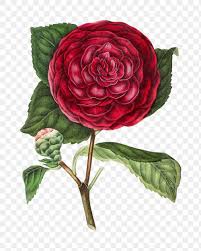 Pin On Floral Leaf Frames And Background Designs