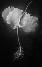 Black And White Flower Painting Ideas 40 Trendy Black And White Painting Ideas For Your Inspiration Free Jupiter In 2020 Black And White Flowers Black And White Painting White Painting