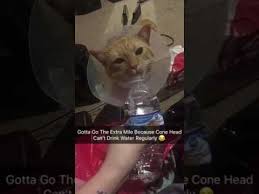 Wait a while and let the cat feel the sensation. Cat Can T Drink Water Regularly Cone Head Youtube
