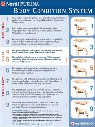 Treatment Of Obesity In Cats And Dogs Todays Veterinary