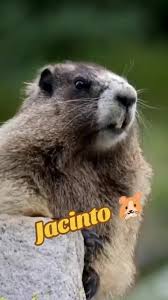 Efectos de Voz para Recordar a Jacinto el Hámster