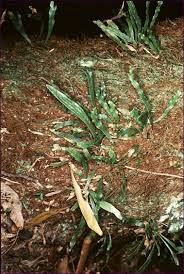 Image result for Lellingeria oosora