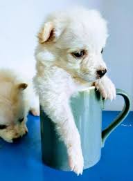 Please join us and help save dogs in sri lanka! Pocket Pomeranian Puppies In Sri Lanka Siyaluma Lk