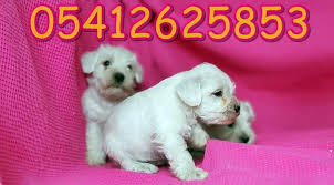 Schnauzer Dogumu Babalar Minyaturler