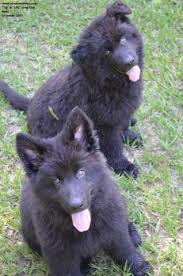 solid black german shepherd puppy