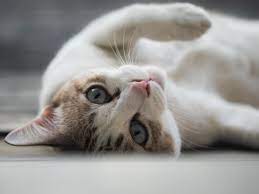 Opinion We Saw Eleven Major Achievements For Animal Rights In 2019 This Is What They Were Cats Cat Names Funny Cat Names