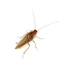 Murfreesboro tn exterminator, pest control & termite inspector. Cockroach Control Murfreesboro Tn The Bug Man