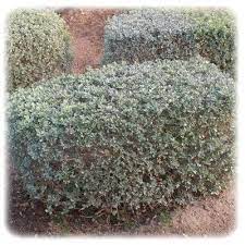 atriplex halimus pourpier de mer arroche bleu arbuste pourpier plante exterieur