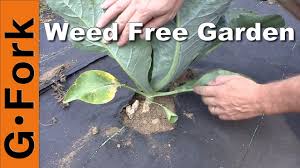 natural weed control in the vegetable
