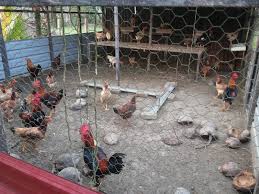 Seorang penternak ayam daging dan juga kontraktor reban ayam daging. Jenis Jenis Sistem Penternakan Ayam Kampung Myagri Com My