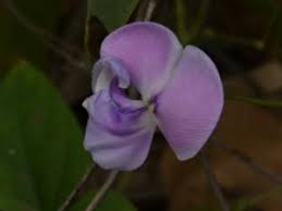 Image result for Vigna vexillata