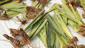 This is also the time that you would dig up and divide the iris currently growing in your garden. How To Divide And Transplant Iris