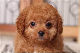 Prairie hill puppies is proud to offer a variety of cavapoo puppies for sale. Cavapoo Puppies For Sale From Reputable Dog Breeders