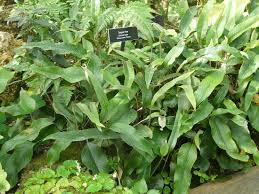 Image result for Pyrrosia rhodesiana