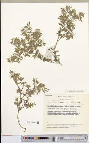 Image result for Lotononis bainesii